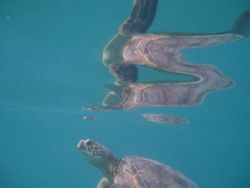 I had been snorkeling at Fort DeRussey in Waikiki on a ve... by George Pratt 